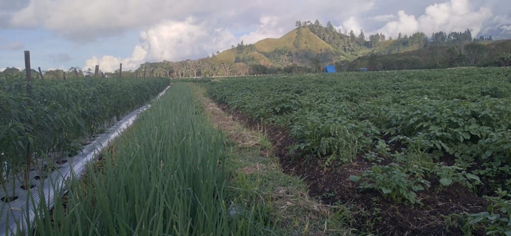 TANAMAN MASYARAKAT DI DESA KAMPUNG DELUNG TUE KECAMATAN BUKIT KAB BENER MERIAH 