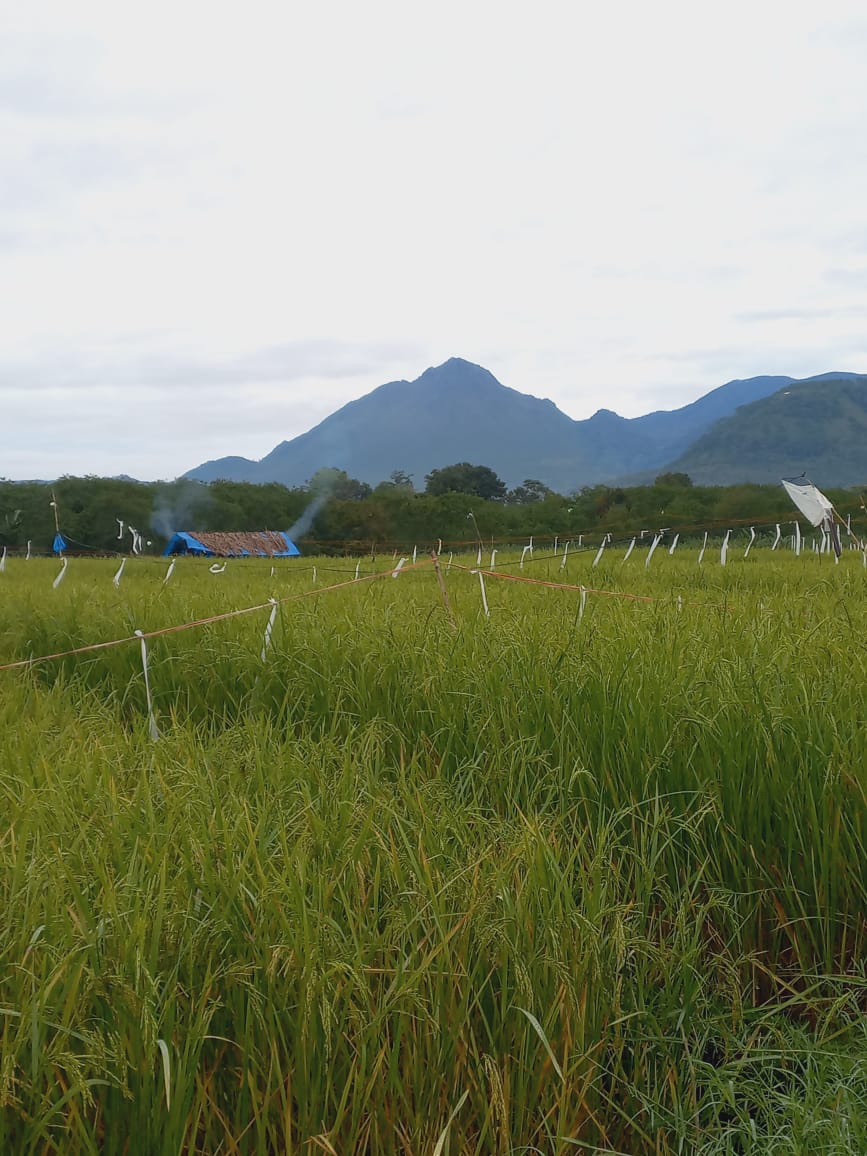 PADI TANAMAN POKOK MASYARAKAT DI DESA DELUNG TUE KECAMTAN BUKIT KAB BENER MERIAH