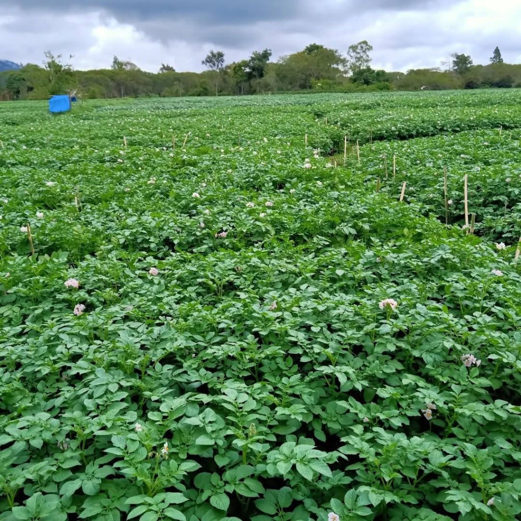 PERKEBUNAN KENTANG DI DESA DELUNG TUE